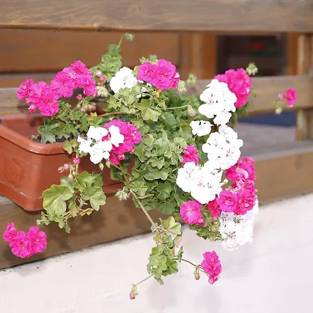 Casa Mister בית הארחה