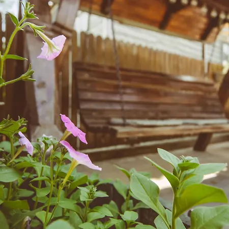 Casa Mister Pensión Sulina